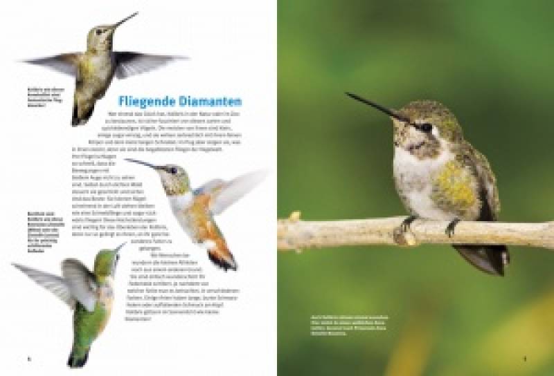 Preview: Entdecke die Kolibris